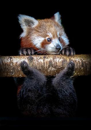 Balancing Red Panda