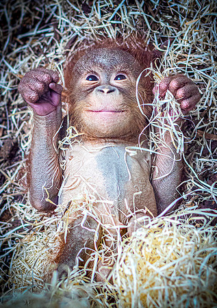 Baby Orangutan
