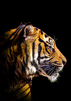 Tiger Profile (colour) - A4/A3