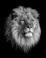 King Khari B&W - 10x8 / 20x16