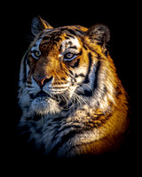 Alyona Tiger - 10x8 / 20x16