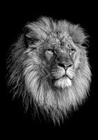 King Khari (B&W) - A4/A3