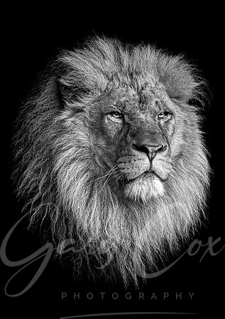 King Khari (B&W) - A4/A3