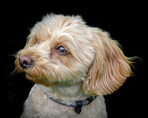 Maggie 17 colour 5-4