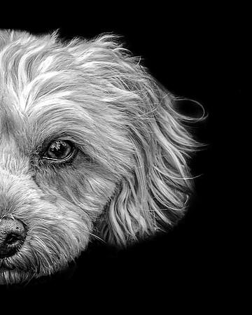 Maggie Wild Side B&W 5-4