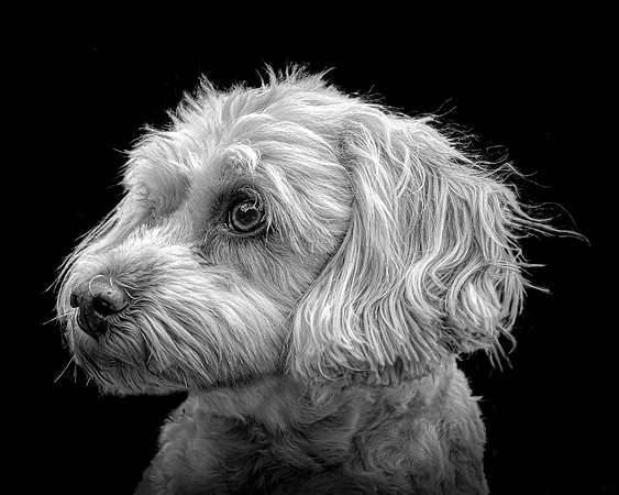 Maggie B&W 5-4
