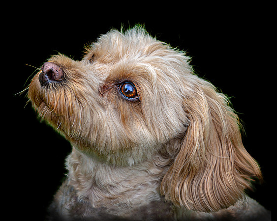 Maggie 18 colour 5-4