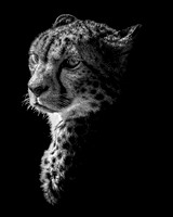 Cheetah Pose 2 - 10x8 / 20x16