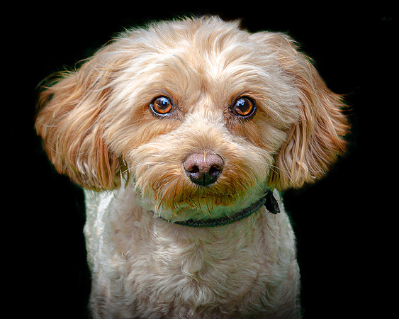 Maggie 16 colour 5-4