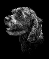 Bentley-2 B&W