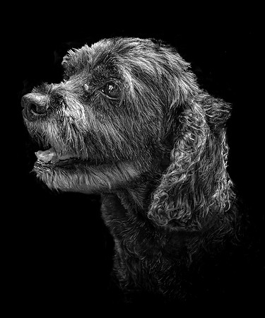 Bentley-2 B&W