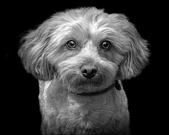 Maggie 16 B&W 5-4