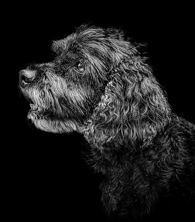 Bentley-5 B&W