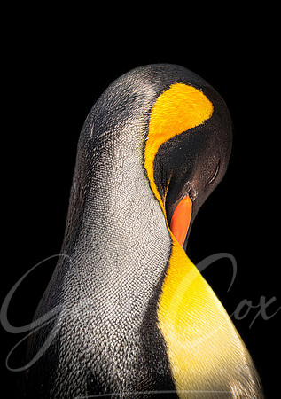 King Penguin 1 - A4/A3