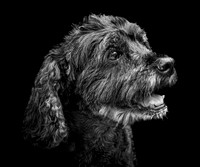 Bentley-12 B&W