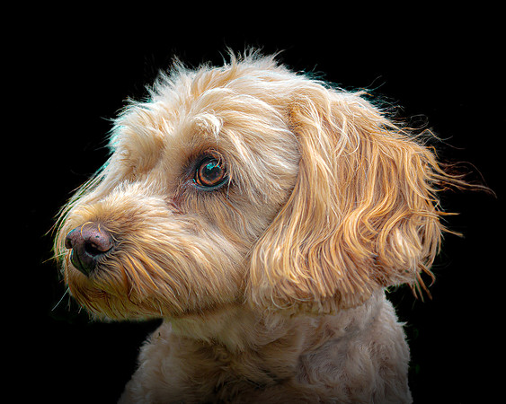 Maggie colour 5-4