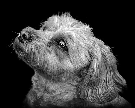 Maggie 18 B&W 5-4