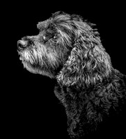 Bentley-6 v2 B&W